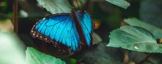 blauer Schmetterling Aragena Farbenschule